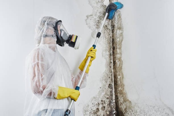 Best Localized Mold Remediation (e.g., coastal areas, humid climates) in Coal City, WV