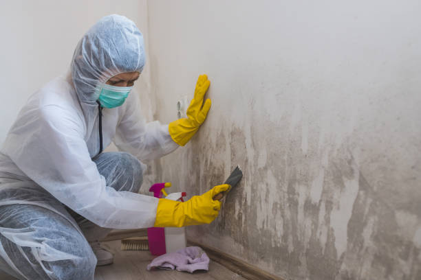 Best Insurance-Related Mold Remediation in Coal City, WV