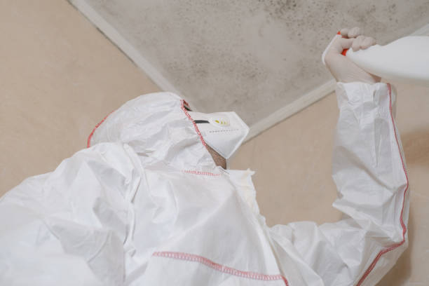 Best Preventive Mold Services in Coal City, WV