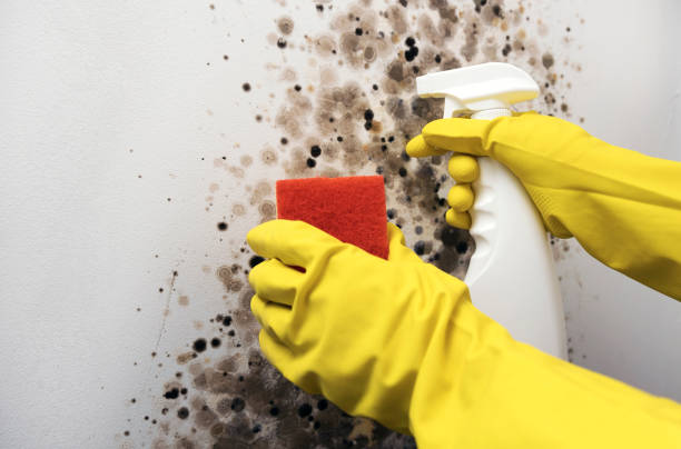 Best Commercial Mold Remediation in Coal City, WV