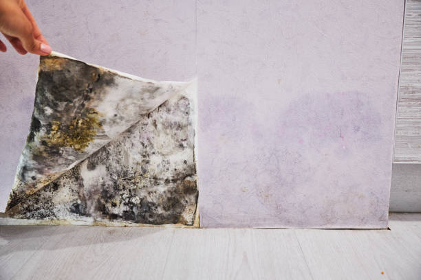 Best Health and Safety Mold Remediation in Coal City, WV